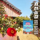 다사랑 분식 | 서천 가볼만한곳 동백꽃 쭈꾸미 축제 일정 개화시기 마량리 동백나무숲 봄 나들이