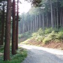 나무랑숲 이미지