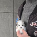 토이캐슬 | 작고 예쁜 토이푸들분양 후기, 진짜 예쁜 아이를 찾다가 도그캐슬에서 만났어요