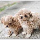 광주강아지분양 펫블리 애견 샵 | 🐕광주강아지분양 펫블리 애견 샵 요즘 MZ감성 찐으로 핫한 이유는 다 있음. 청결, 신뢰, 보상, 서비스...