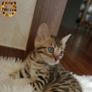 미파캐터리 이미지