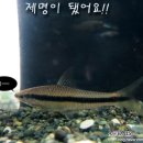 미즈2