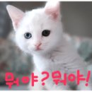 왕약국 이미지