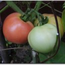 조롱 조롱 수정구슬 달고있는 우리집 하늘공원의 토마토들 이미지