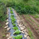 대발농장 이미지