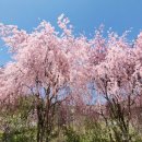 수양 벗꽃 🌸 이미지