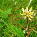 야생화길 이미지