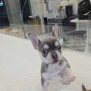 도그캐슬 이미지