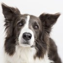 더드림동물병원 이미지