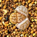 썬플라워 이미지