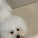 그루밍마벨 이미지