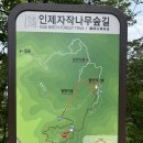 속삭이는바다 | [6월 주말 나들이] 인제자작나무숲 트레킹 솔직 후기 feat. 속삭이는자작나무숲 코스