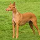 하운드펫 이미지