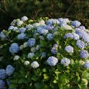 종달리수국길 이미지