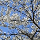 4월1일 중랑구 중랑천 장미터널 벚꽃 이미지