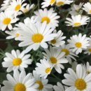 꽃사랑플라워 이미지