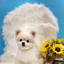 도꾸살롱 이미지