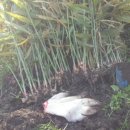 큰사랑농장 이미지