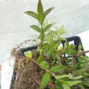 나눔허브 Daum카페