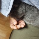 묘한냥 네이버블로그