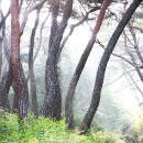 소나무숲 이미지