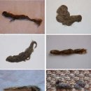 어니스트 동물병원 이미지