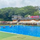 도그에이드 이미지
