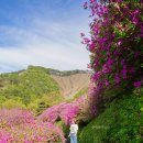 부림1교 옆 버스정류장 | 전라북도 완주 가볼만한곳 화산꽃동산 철쭉과 겹벚꽃 숨은 명소
