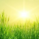 봄날에햇살 이미지