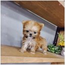 강아지분양 애견입양 아이러브독 인천점 이미지