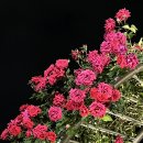 조선대학교 장미원 이미지