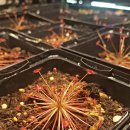 더레지아D 이미지