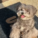 우쭈쭈 강아지 이미지