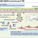 COPD 환자의 폐 기능 개선 위한 스피리바 스피리바레스피맷 5mcg 이미지