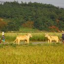 오늘은 장어 이미지