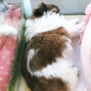 아이펫샵 이미지