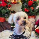 축복 펫살롱 이미지