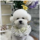 우리동네 펫샵 이미지