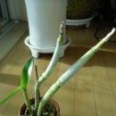 오어트릿 이미지