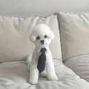 미용해주개 이미지