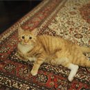 CAT 이미지