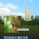 한강공원 매미 유충 쓸어 담는 중국인들 이미지