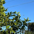 스마일농장 | 제주도 가볼 만한 곳 애월 부가네 농장 귤 따기 체험 내돈내산 후기