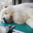 아이펫살롱 이미지