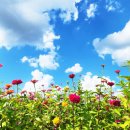 백일홍명품길 이미지