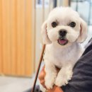 꽃단장하개 | 미사애견미용 믿고 맡기는 꽃단장하개 강아지 미용 후기 + 머드팩