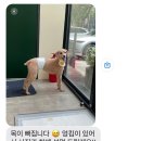 팰롱이네 이미지