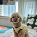 아꼬떼 | 강아지옷 브랜드 꼬떼아꼬떼 데이지 러브 앤 유니티 반려인 커플옷 착용후기