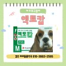 초코약국 이미지