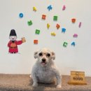 딩동댕독 이미지